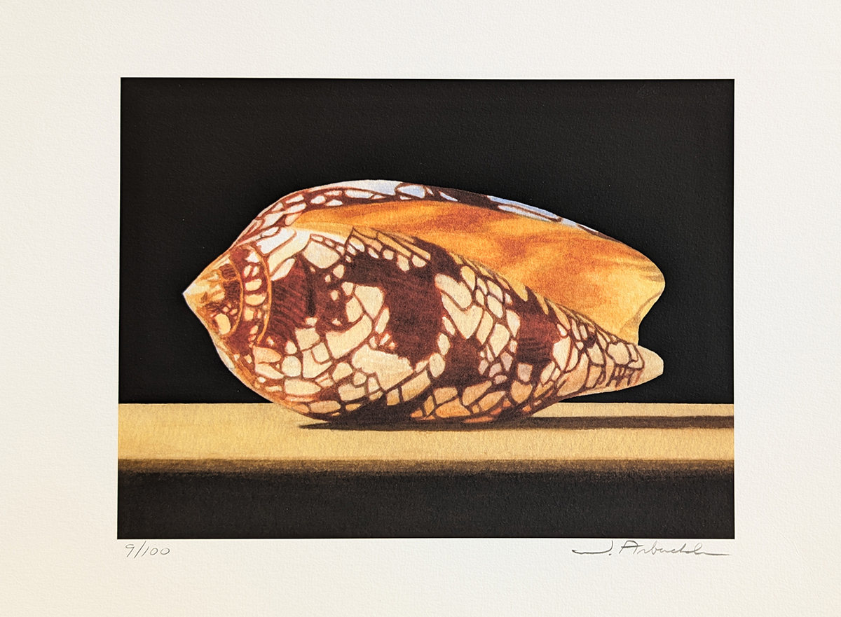 JOHN ARBUCKLE - CONE SHELL - ARCHIVAL PRINT - 9.5 X 6.5