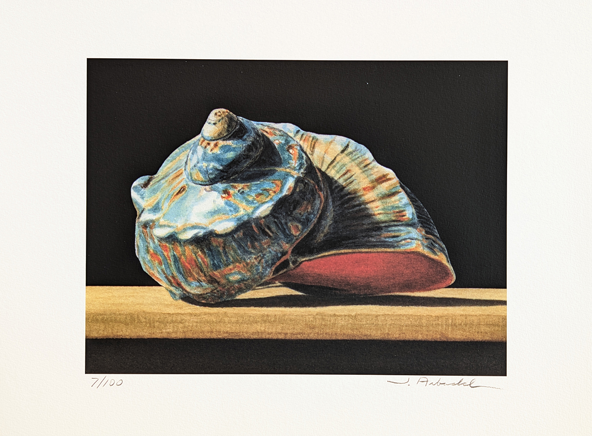 JOHN ARBUCKLE - TURBAN SHELL - ARCHIVAL PRINT - 9.5 X 6.5