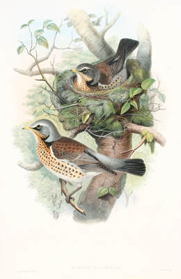 JOHN GOULD - TURDUS PIRARIS - LITHOGRAPH - 21.5 X 14.25