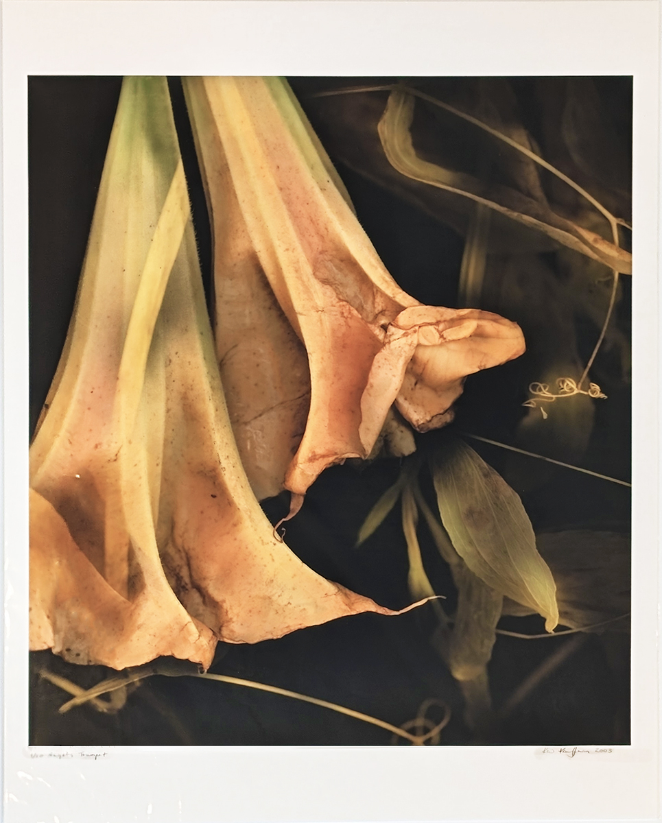 KIM KAUFFMAN - ANGEL'S TRUMPET - PHOTOGRAPHY - 22.25 x 24.5