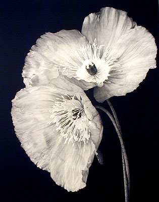 MARYANNE MERCER - ICELAND POPPY II - PHOTOGRAPHY - 16 X 20