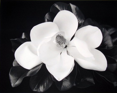 MARYANNE MERCER - MAGNOLIA III - PHOTOGRAPHY - 20 X 16