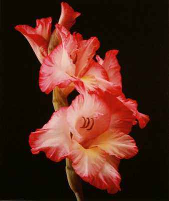 MARYANNE MERCER - GLADIOLAS - PHOTOGRAPHY - 7.5 X 9.5