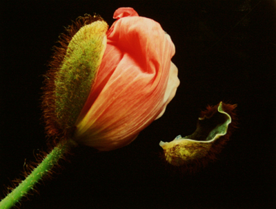 MARYANNE MERCER - POPPY BUD - PHOTOGRAPHY - 9.5 X 7.5