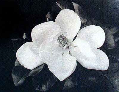 MARYANNE MERCER - MAGNOLIA III - PHOTOGRAPHY - 10 X 8