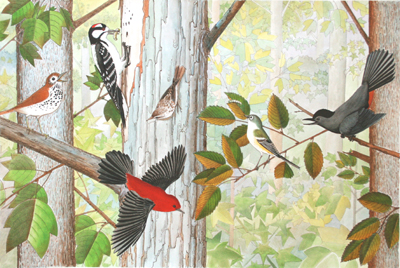 S.D. SCHINDLER - WOODLAND BIRDS - WATERCOLOR - 18 X 12