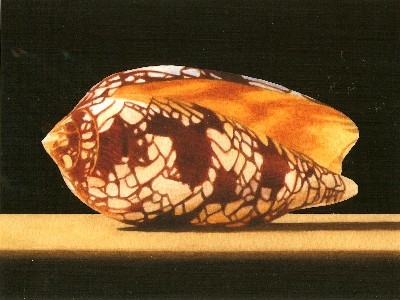 JOHN ARBUCKLE - CONE SHELL - ARCHIVAL PRINT - 9.5 X 6.5