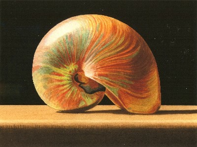 JOHN ARBUCKLE - IRIDESCENT NAUTILUS - ARCHIVAL PRINT - 9.5 X 6.5