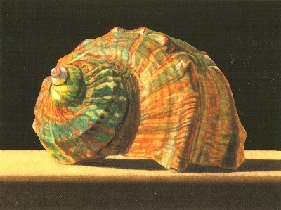 JOHN ARBUCKLE - NEW TURBAN SHELL - ARCHIVAL PRINT - 9.5 X 6.5