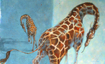 MARY NEWELL DEPALMA - TWO GIRAFFES - ACRYLIC - 16 X 10