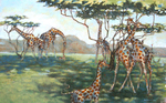 MARY NEWELL DEPALMA - 6 GIRAFFES & BABY - ACRYLIC - 16 X 10