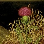 JAMES GROLEAU - THISTLE - MEZZOTINT - 8 X 8