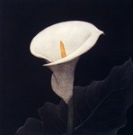 JAMES GROLEAU - CALLA II - MEZZOTINT - 8 X 8