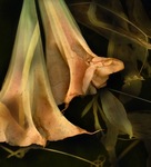 KIM KAUFFMAN - ANGEL'S TRUMPET - PHOTOGRAPHY - 22.25 x 24.5