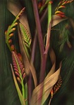 KIM KAUFFMAN - CROCOSMIA I - PHOTOGRAPHY - 19 x 28