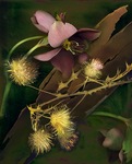 KIM KAUFFMAN - FANTASY - PHOTOGRAPHY - 22.25 x 27.5