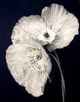 MARYANNE MERCER - ICELAND POPPY II - PHOTOGRAPHY - 16 X 20