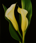 MARYANNE MERCER - CALLA LILIES - PHOTOGRAPHY - 7.5 X 9.5