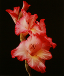 MARYANNE MERCER - GLADIOLAS - PHOTOGRAPHY - 7.5 X 9.5