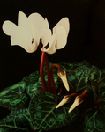 MARYANNE MERCER - CYCLAMEN - PHOTOGRAPHY - 7.5 X 9.5