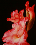 MARYANNE MERCER - GLADIOLAS, CLOSE-UP - PHOTOGRAPHY - 7.5 X 9.5