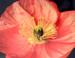MARYANNE MERCER - POPPIES, CLOSE-UP - PHOTOGRAPHY - 9.5 X 7.5