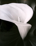 MARYANNE MERCER - CALLA LILY III - PHOTOGRAPHY - 8 X 10