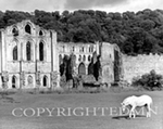 MONTE NAGLER - RIEVAULX ABBEY - PHOTOGRAPHY - 20 X 16